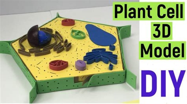 3d plant cell model