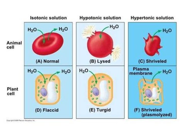 a cell placed in a hypotonic solution will