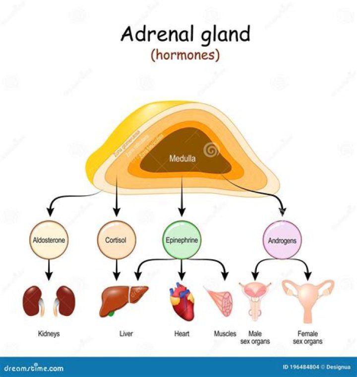 adrenal cortex secretes