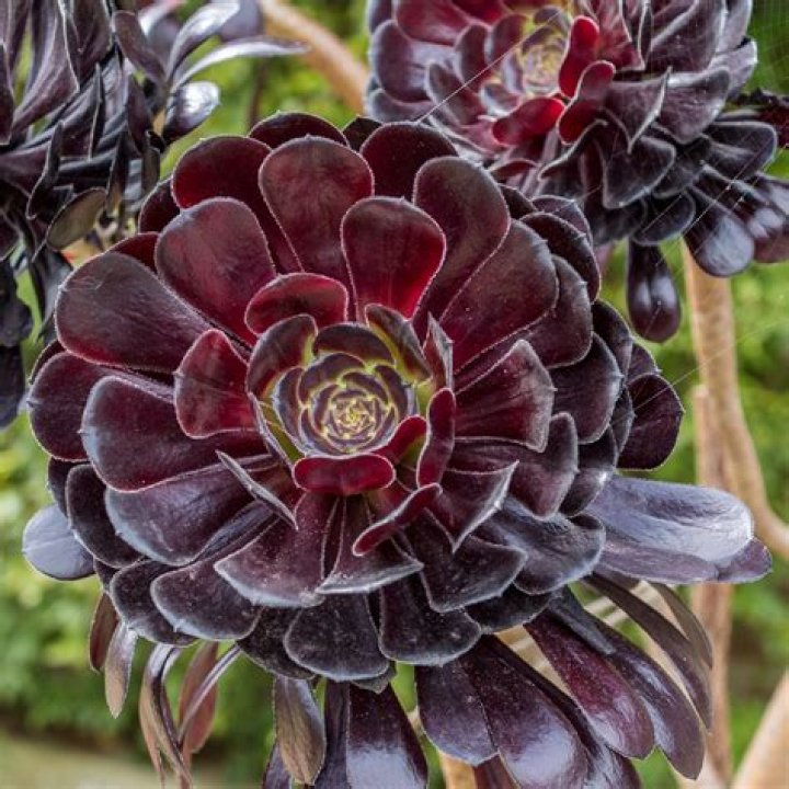 aeonium zwartkop