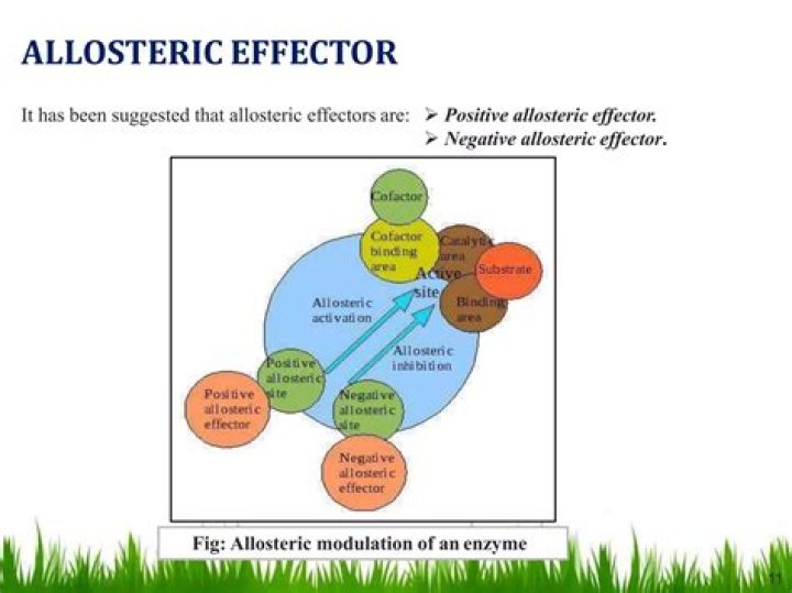 allosteric effectors