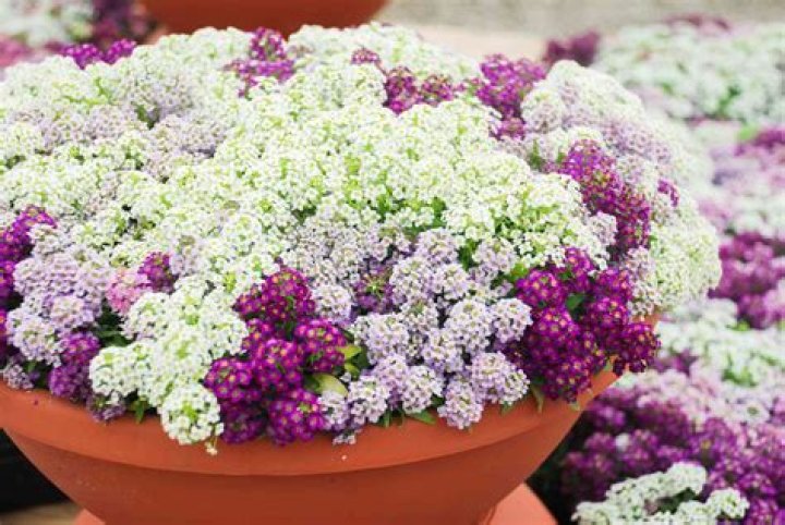 alyssum plant