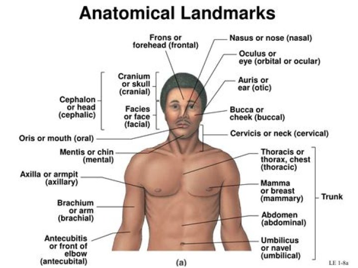 anatomical landmarks