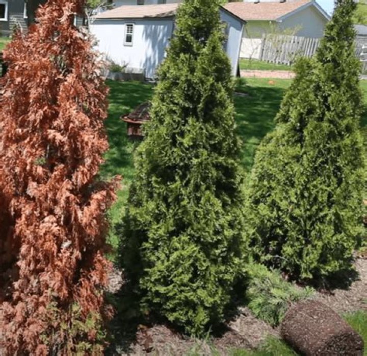 arborvitae turning brown