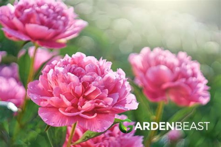are peonies poisonous to dogs