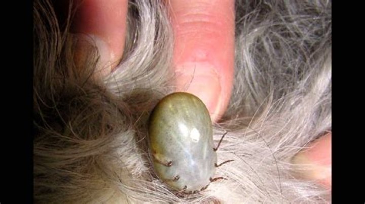 are there ticks in florida