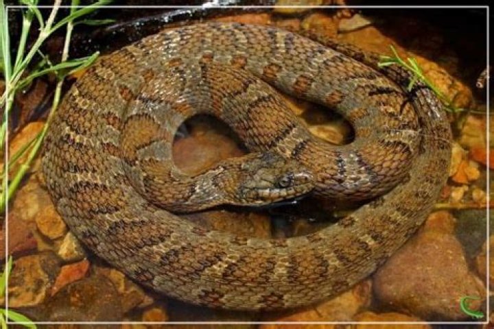 arkansas water snake