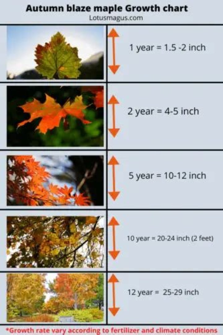 autumn blaze maple growth rate
