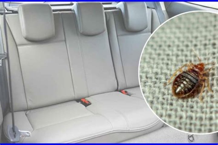 bed bugs in car