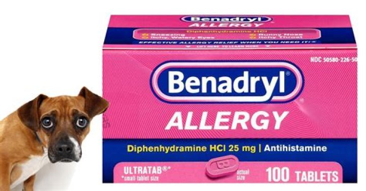 benadryl for dogs anxiety