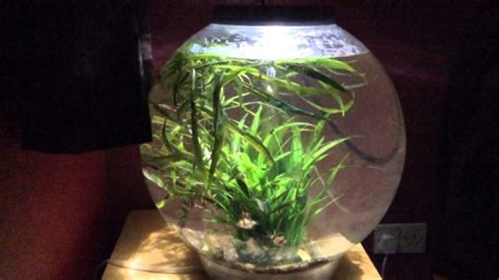bio fish tank