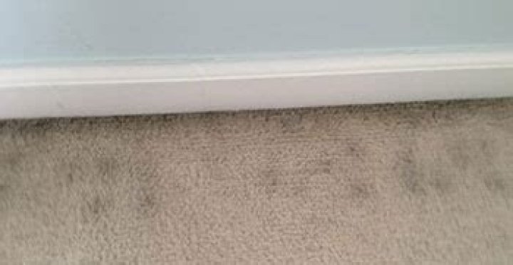 black mold on carpet