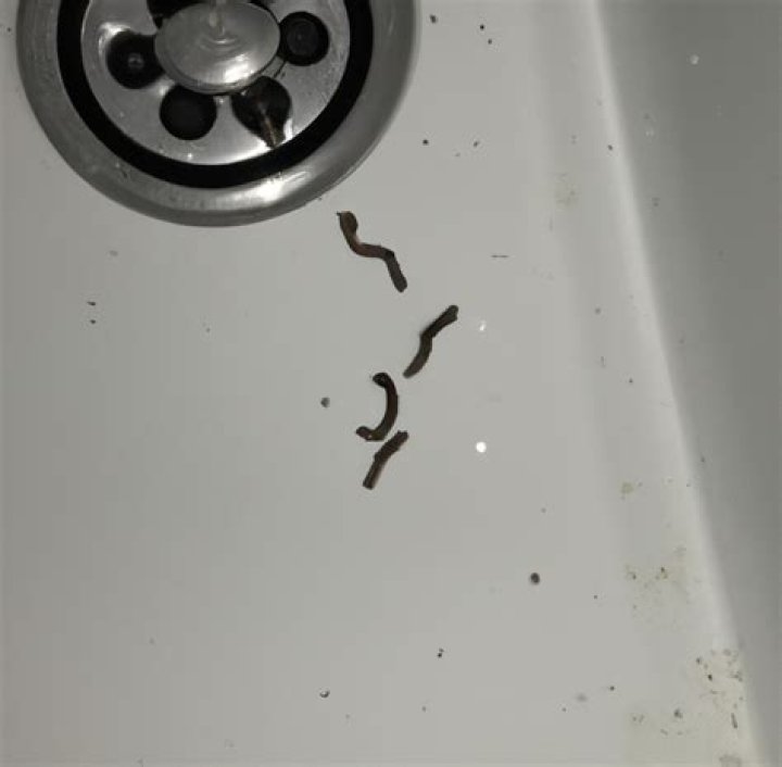 black worms in shower