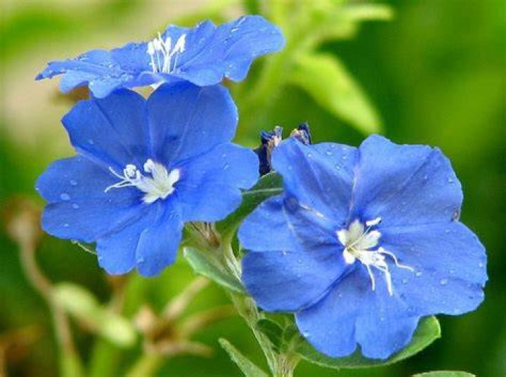 blue daze flower