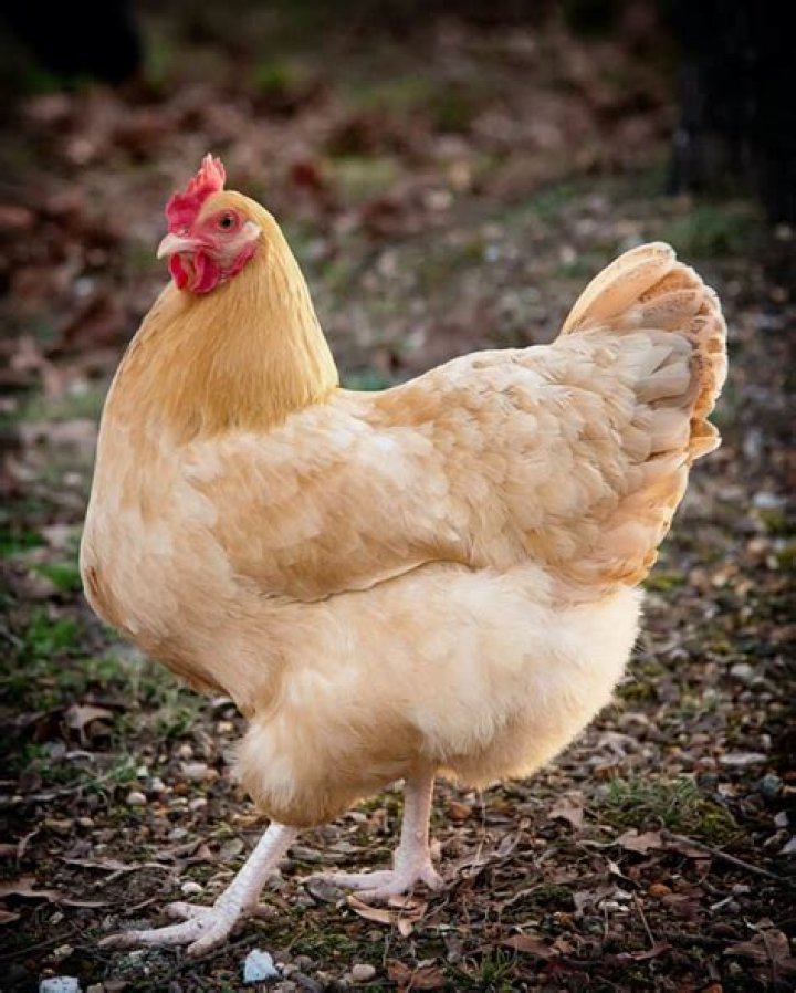 buff orpington chickens