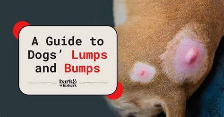 bump on dogs head