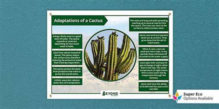 cactus adaptations