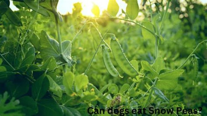 can dogs eat snow peas