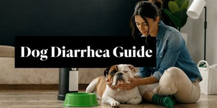 can i give my dog imodium for diarrhea