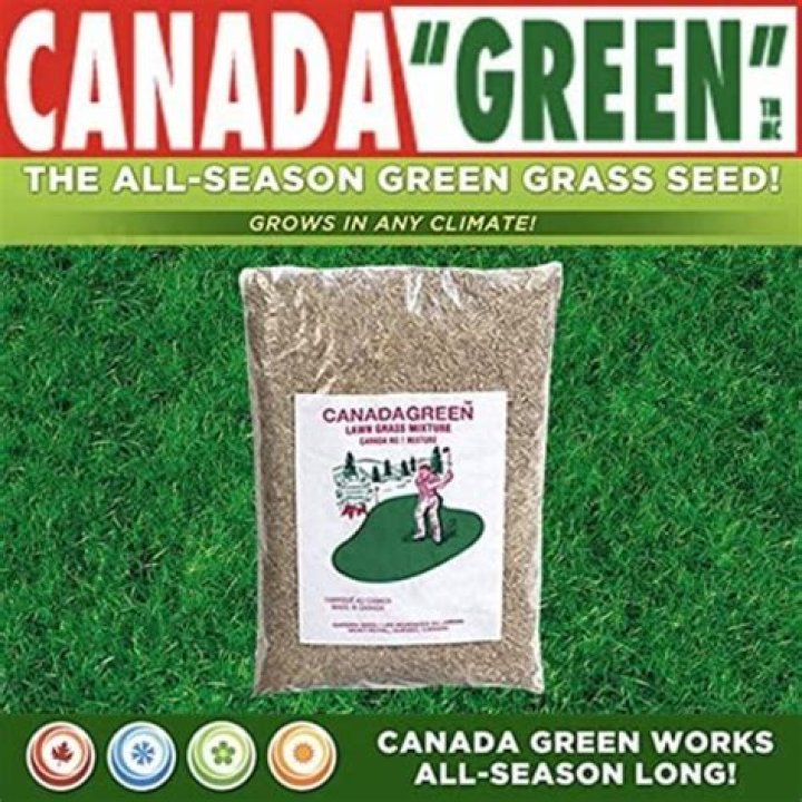canada green grass seed