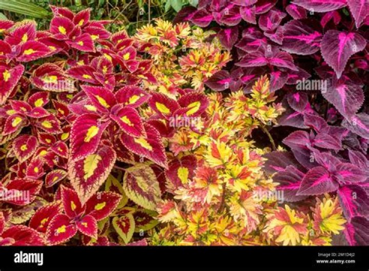 coleus perennial