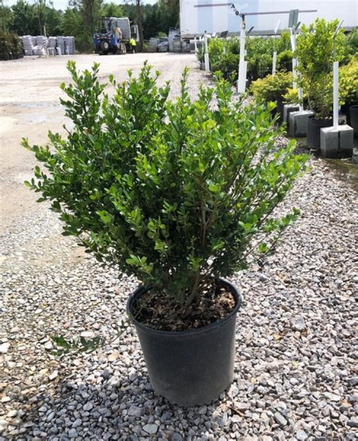 compact japanese holly