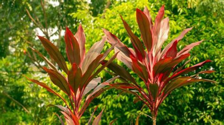 cordyline care