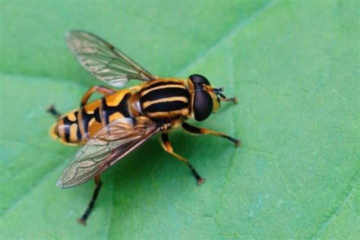 corn flies