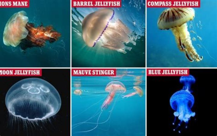 different types of jellyfish