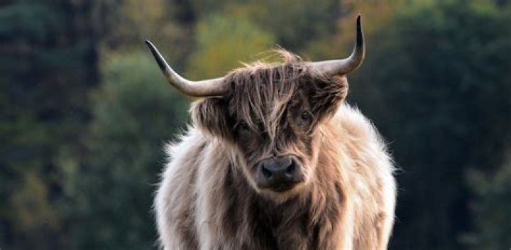 do all mammals have hair