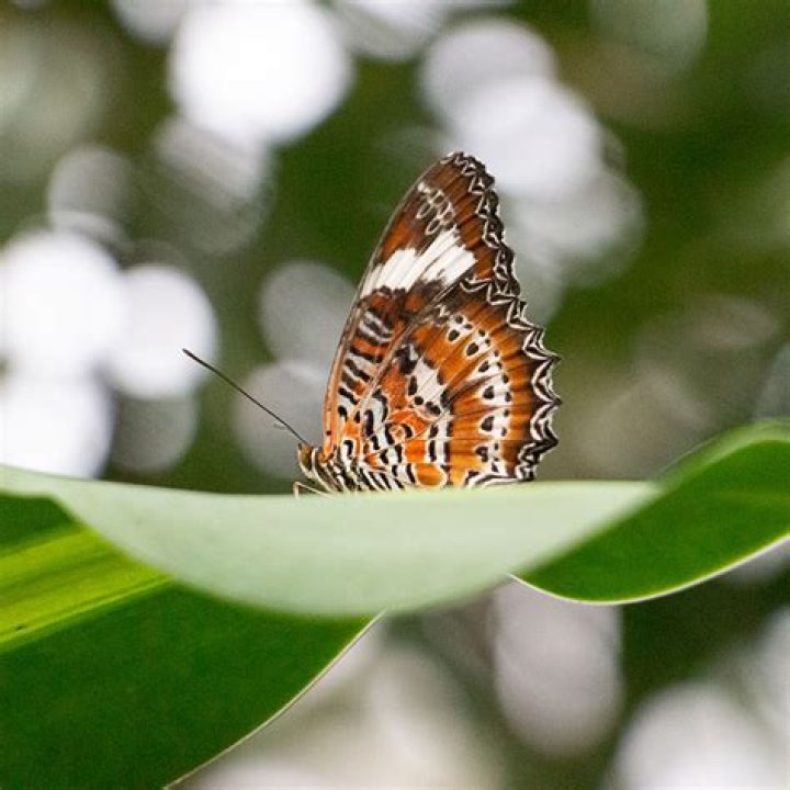 do butterflies sleep
