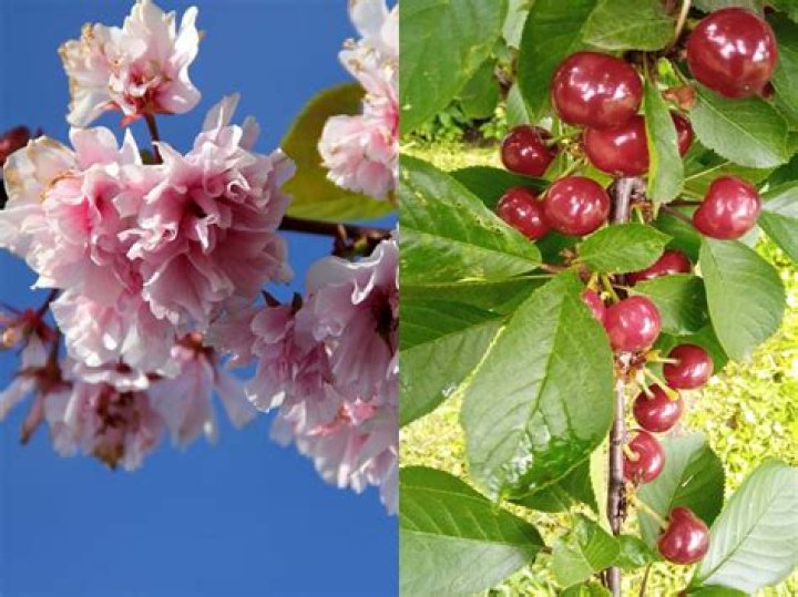 do cherries grow on cherry blossom trees