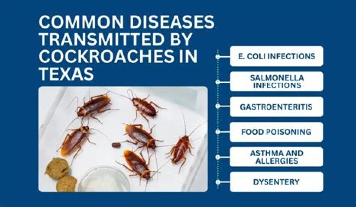 do cockroaches carry diseases