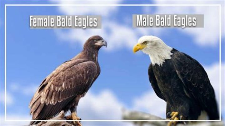 do female bald eagles have white heads