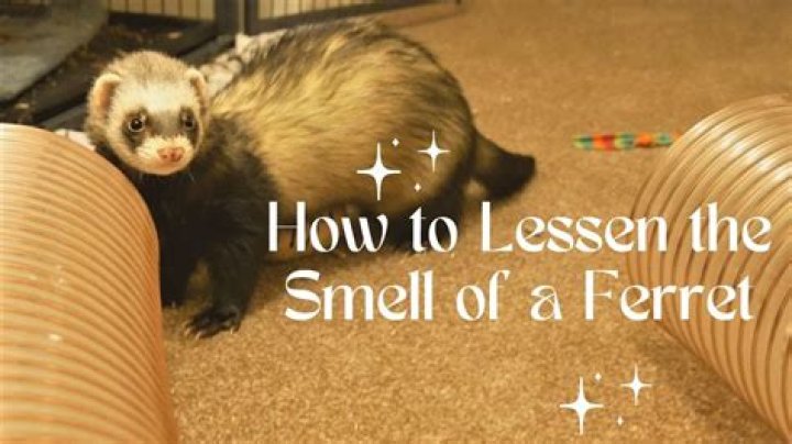 do ferrets stink