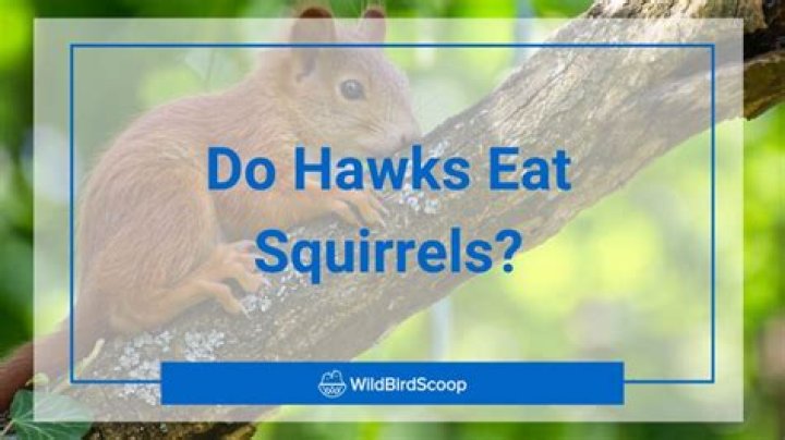 do hawks eat squirrels
