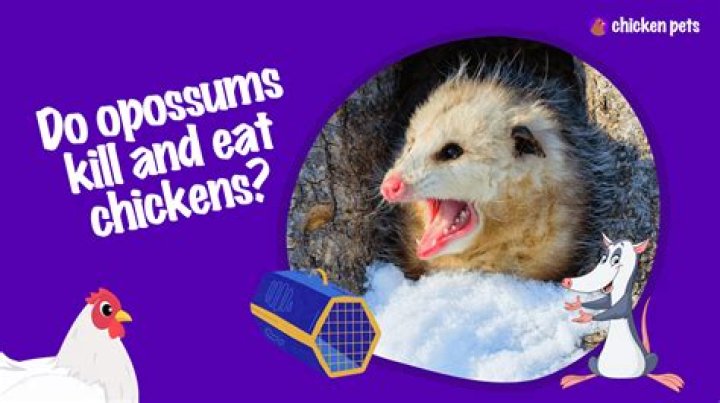do possum kill chickens