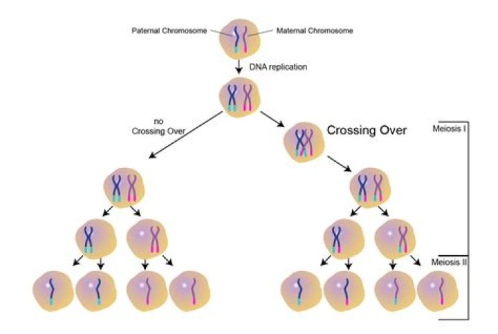 does crossing over occur in meiosis