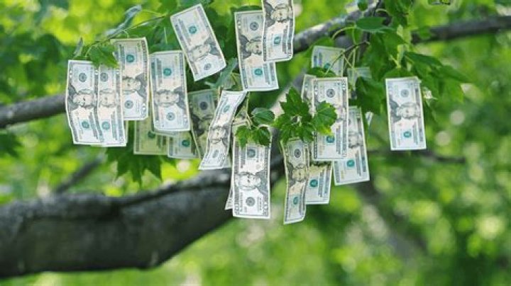 does money grow on trees