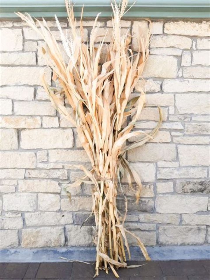 dried corn stalks