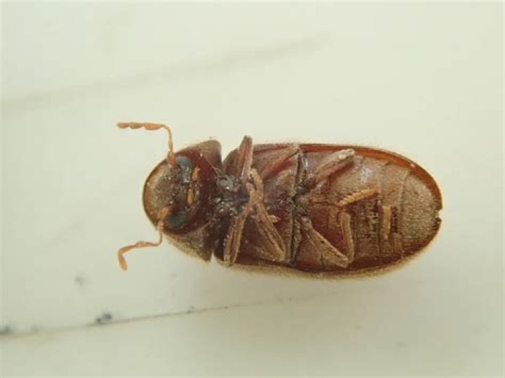 drugstore beetles