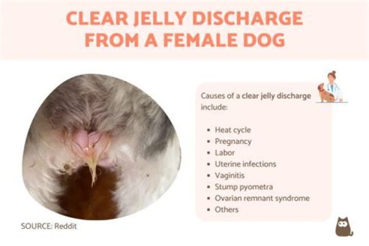 female dog discharge