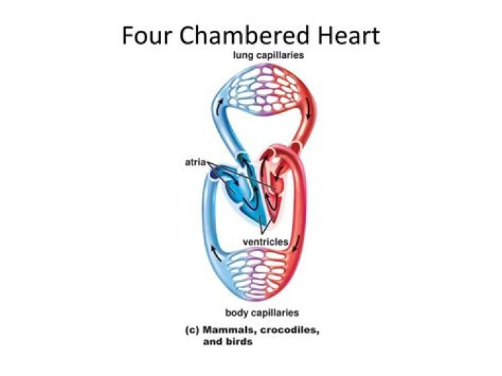 four chambered heart
