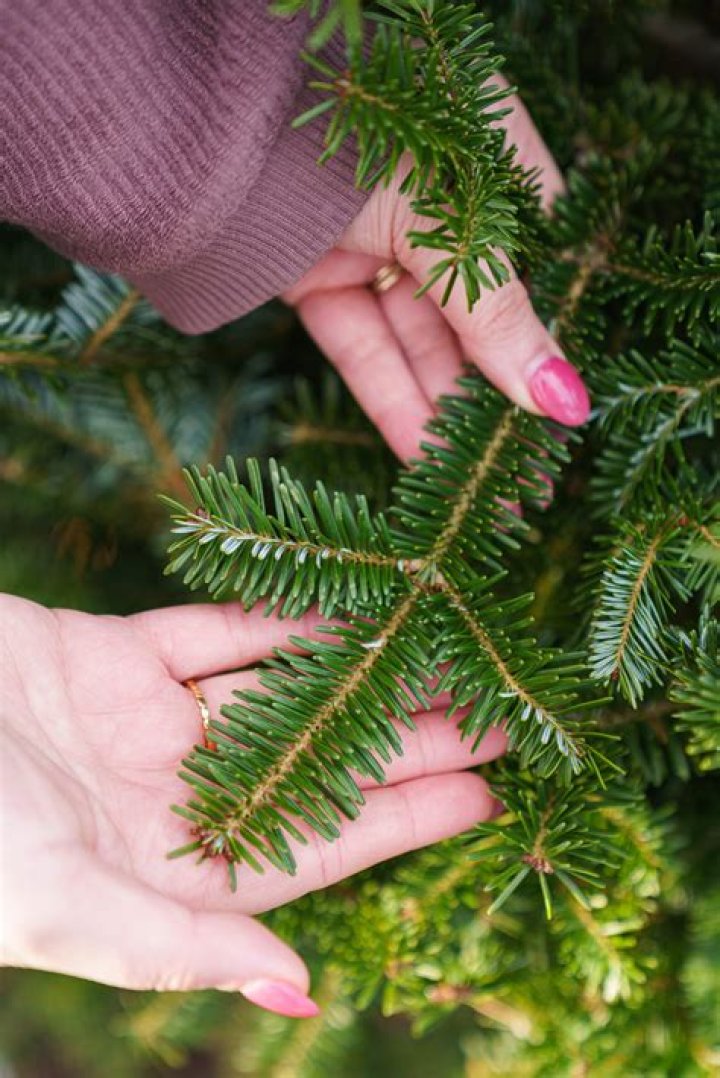 fraser fir vs balsam fir