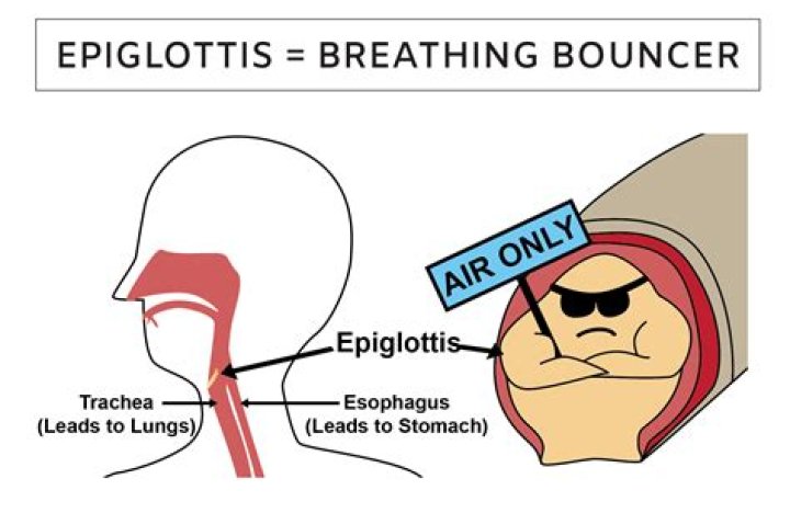 function of epiglottis