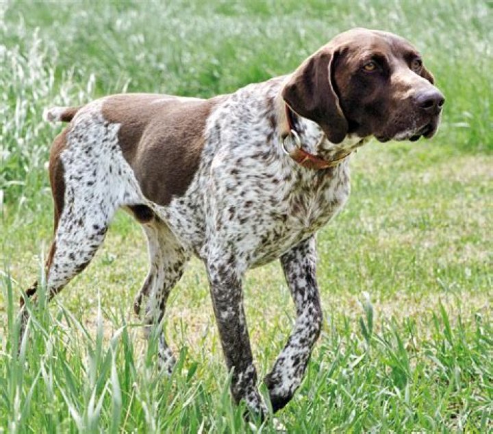 german shorthaired pointer shedding