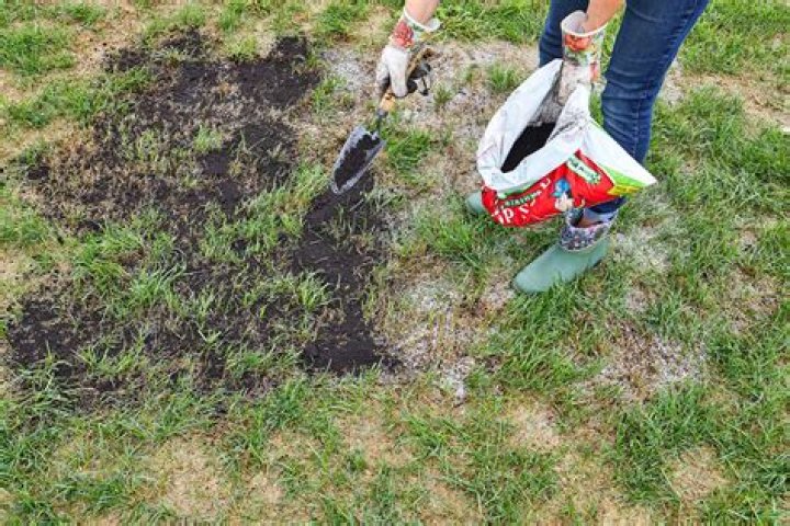 grass patch repair