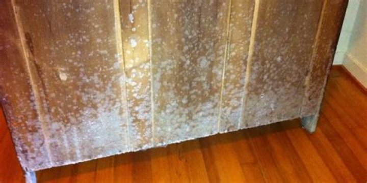 green mold on wood