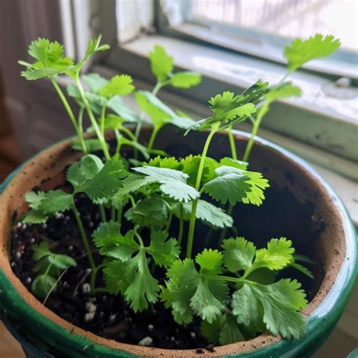 growing cilantro in pots