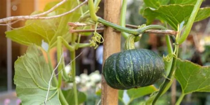 growing squash vertically